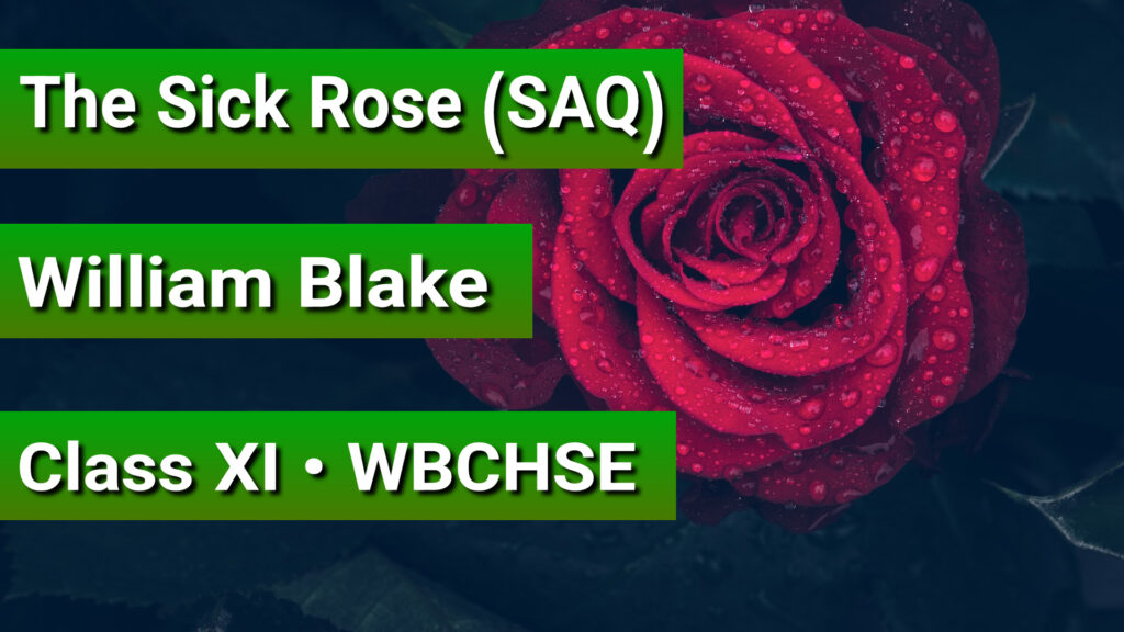 The sick rose saq