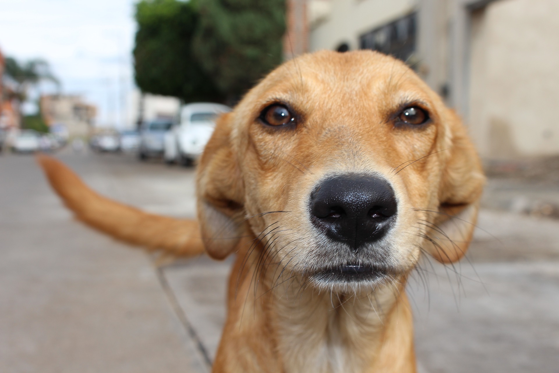 how to take care of street dogs