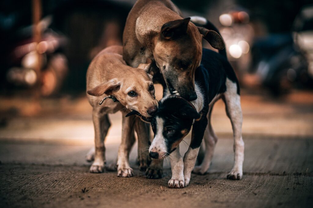 How you plan to take care of street dogs