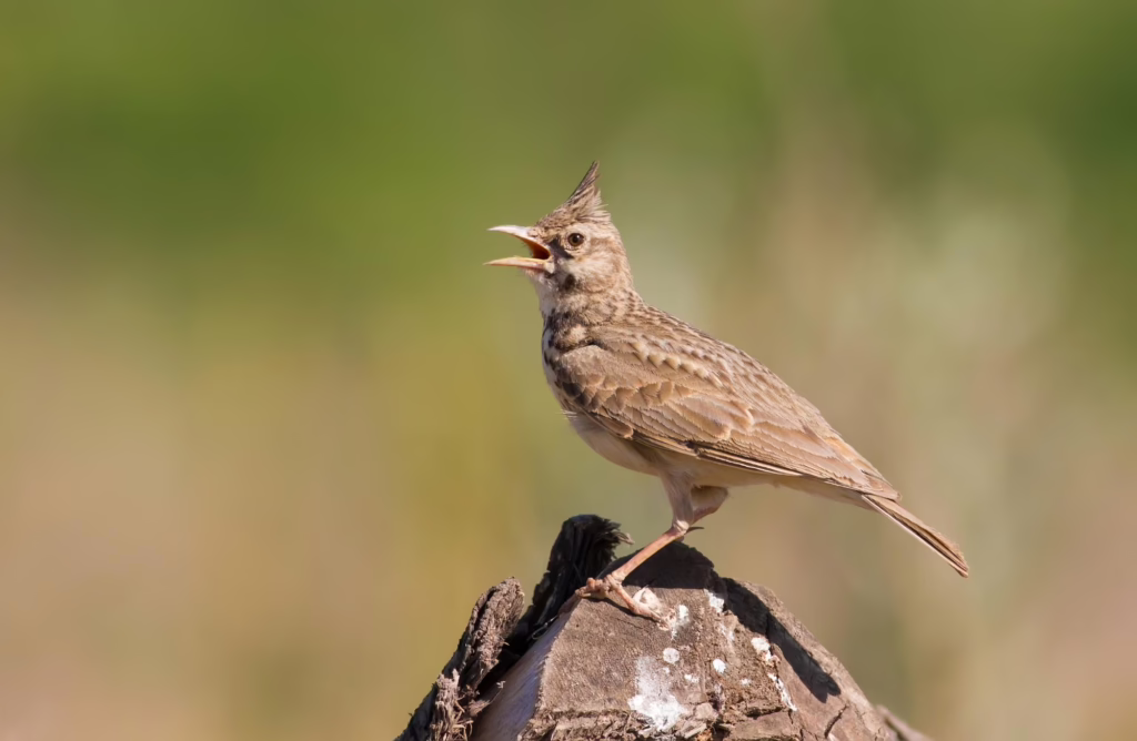 to a skylark