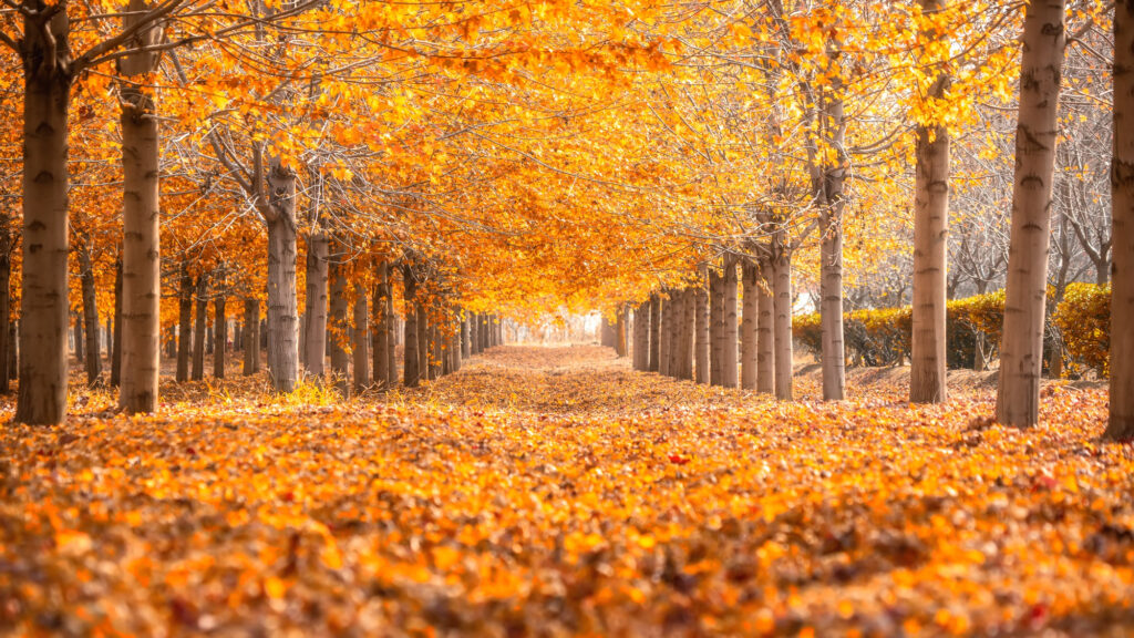 To Autumn