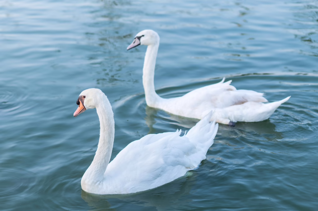 The Wild Swans at Coole