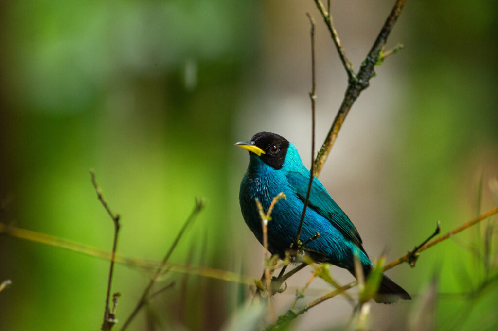 Ode to a Nightingale