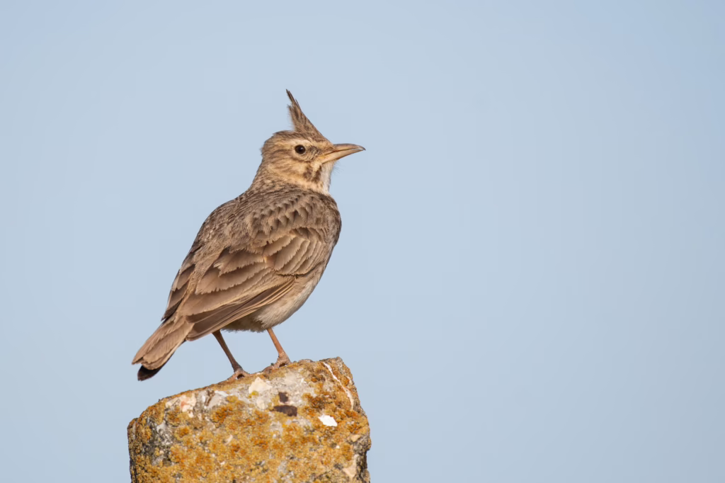 to a skylark