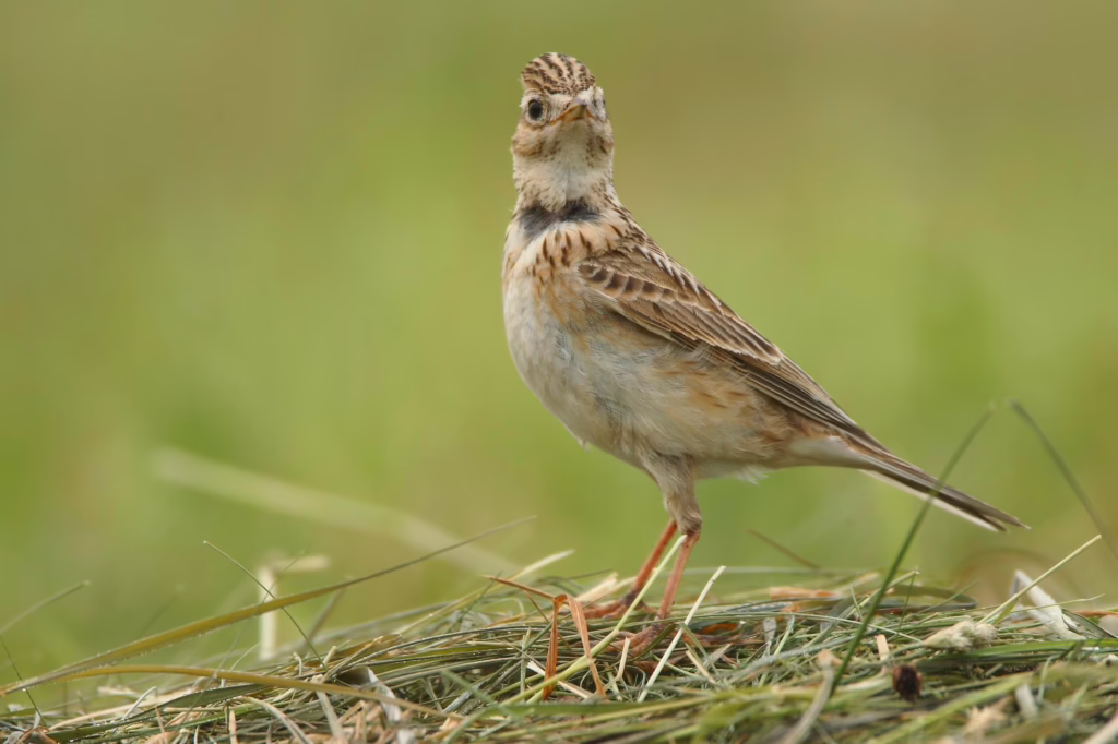 to the skylark
