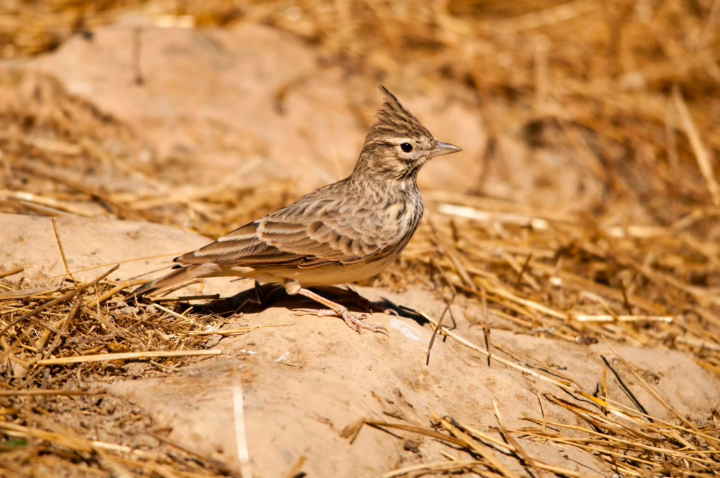 to the skylark